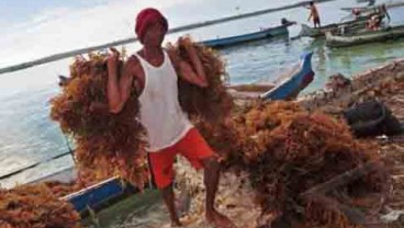 RUMPUT LAUT: Pelaku Usaha Minta SNI Segera Diterbitkan